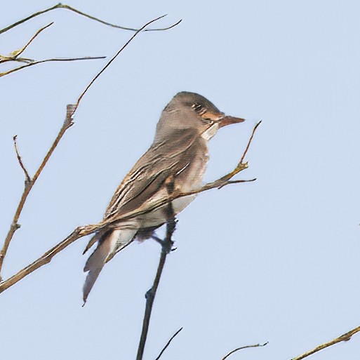 Olive-sided Flycatcher - ML646554207