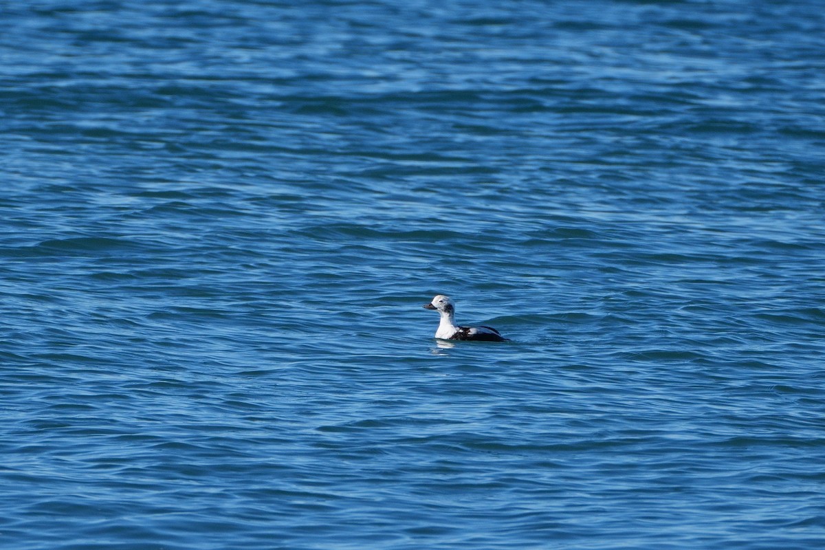 Long-tailed Duck - ML646554209