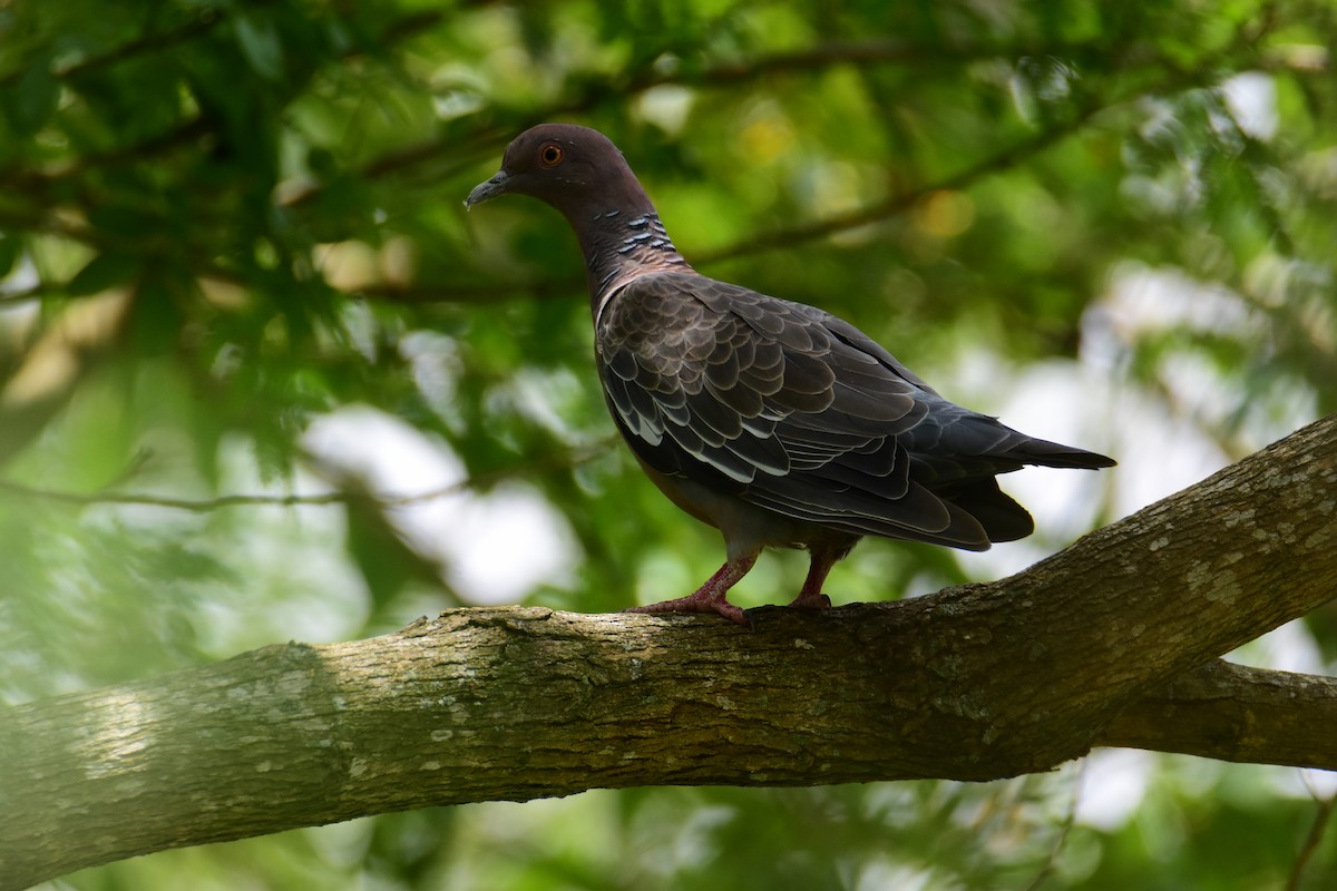 Picazuro Pigeon - ML646554210