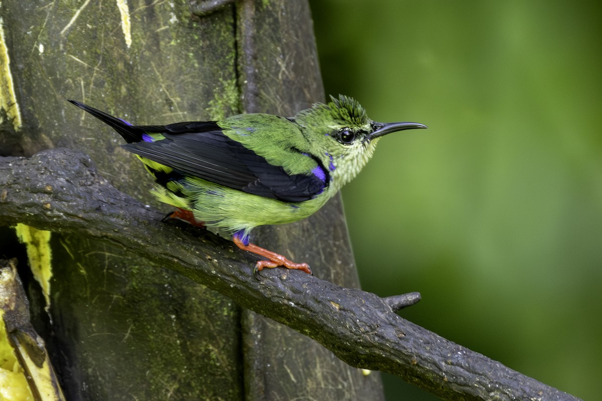 Red-legged Honeycreeper - ML646554212