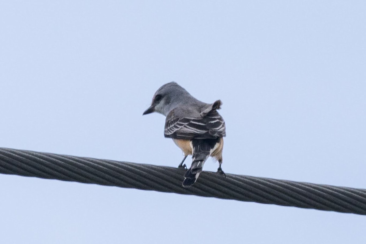 Scissor-tailed Flycatcher - ML646554213