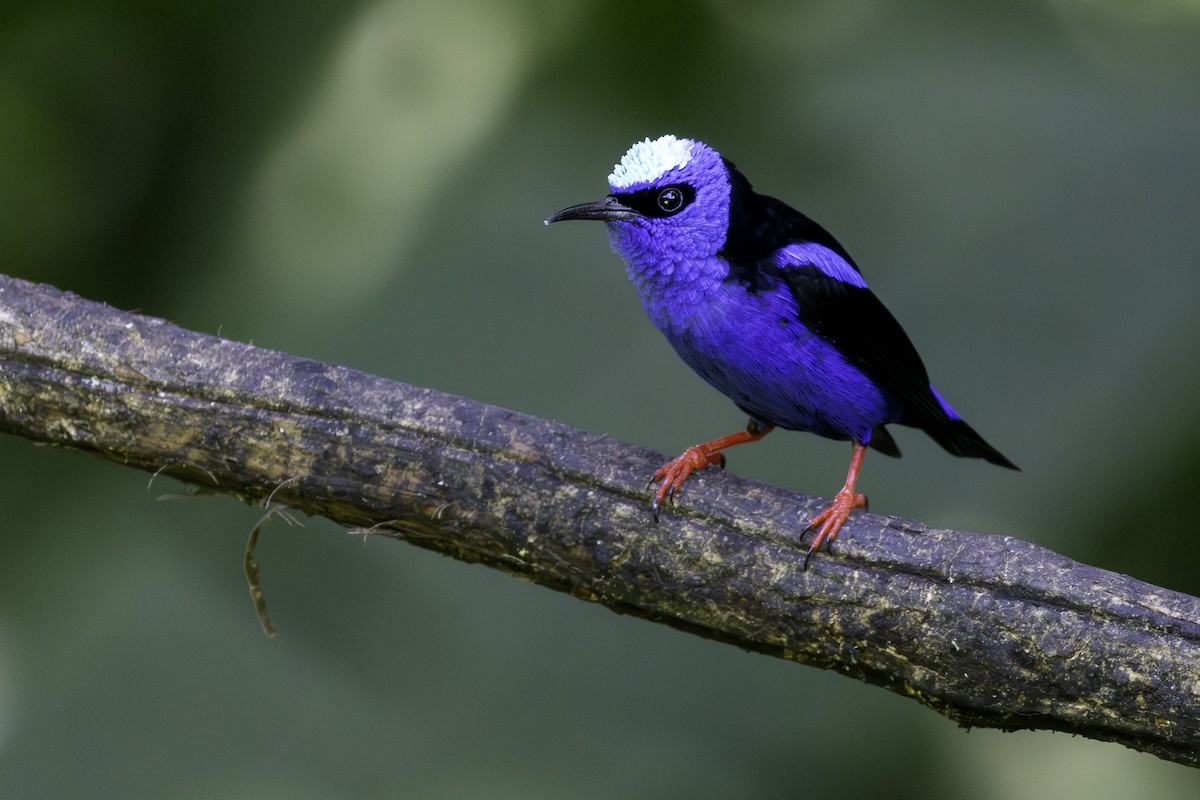 Red-legged Honeycreeper - ML646554214