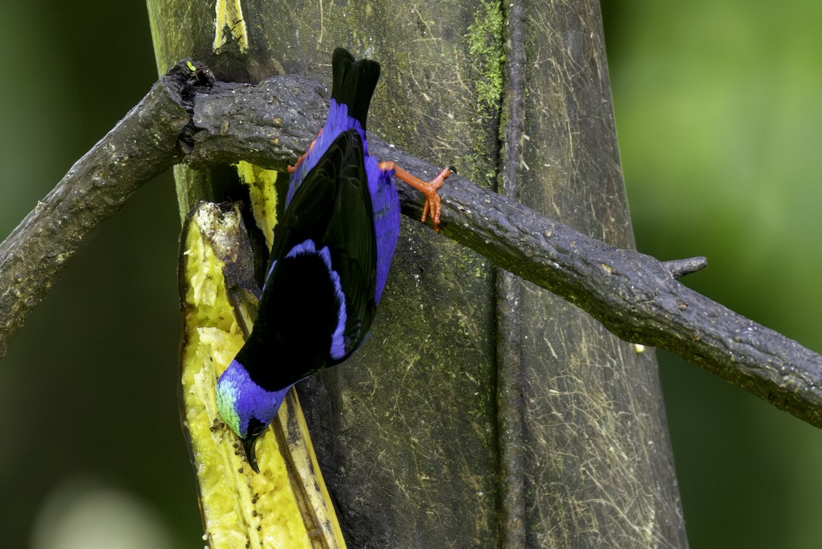 Red-legged Honeycreeper - ML646554215