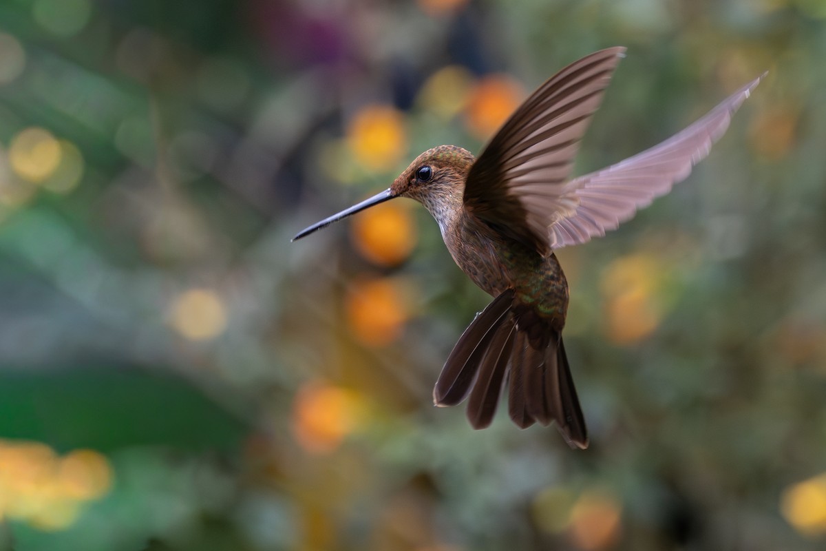 Bronzy Inca - ML646554216