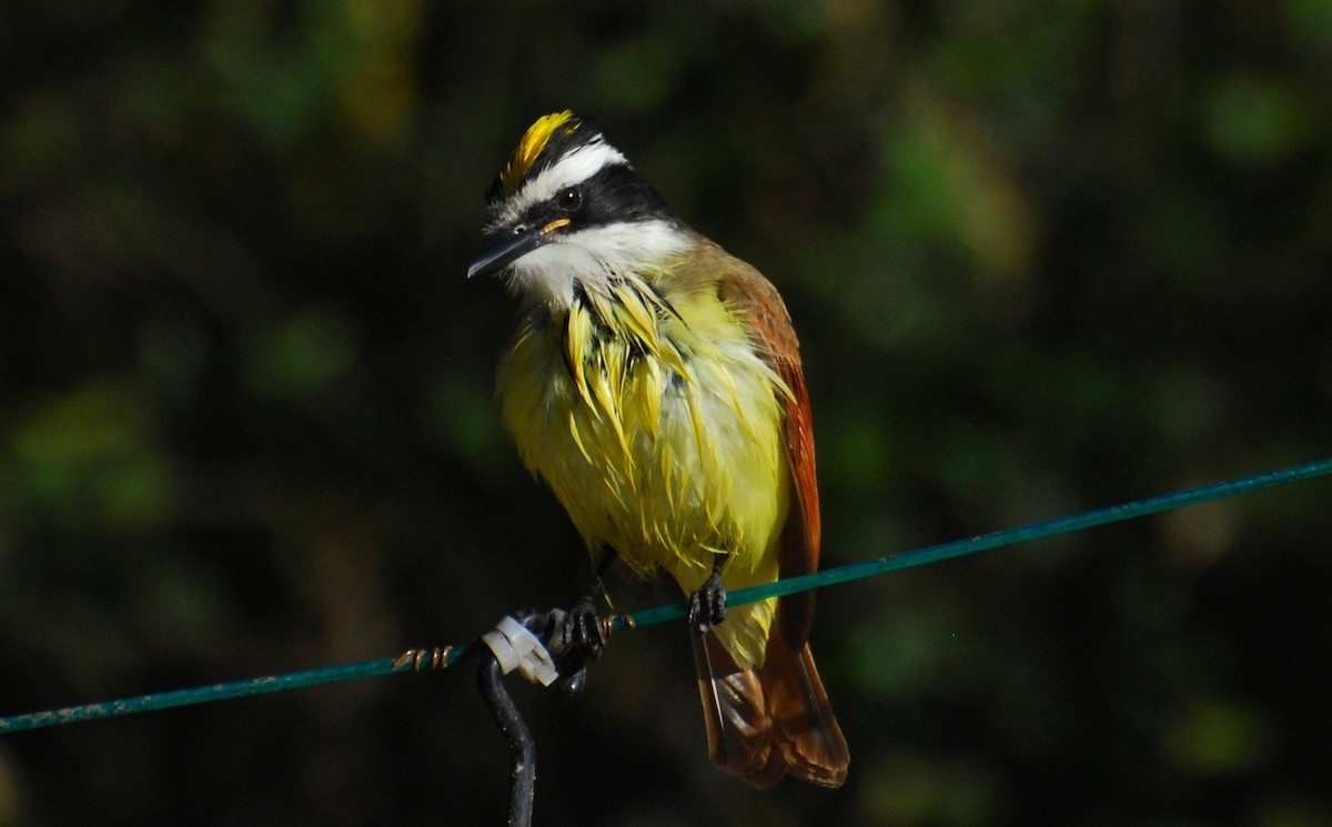Great Kiskadee - ML646554217