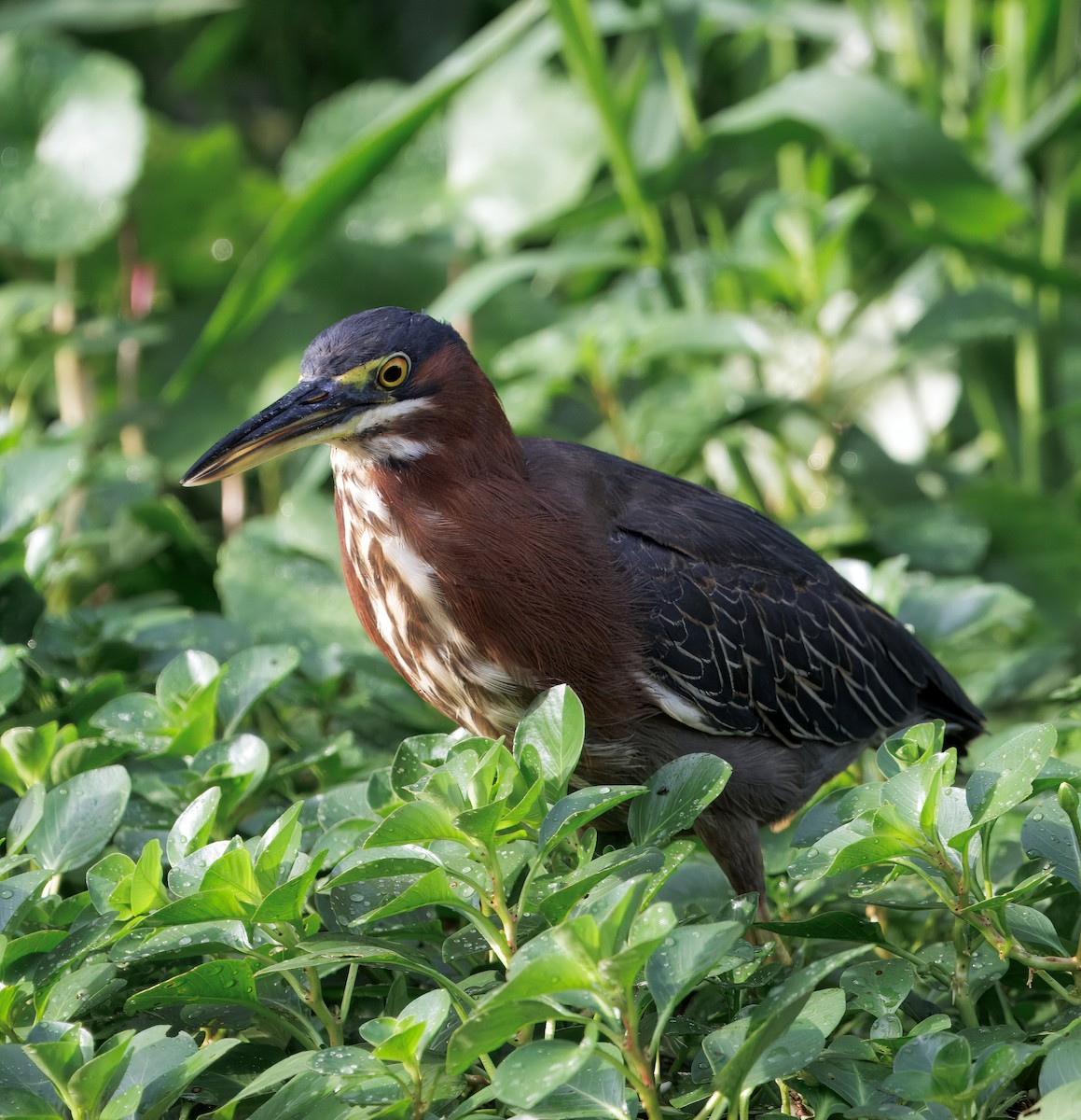 Green Heron - ML646554218