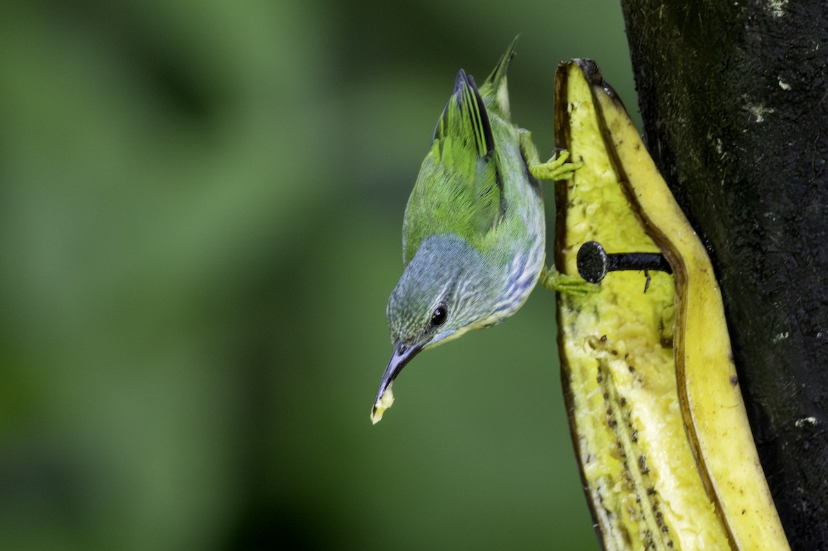 Shining Honeycreeper - ML646554219