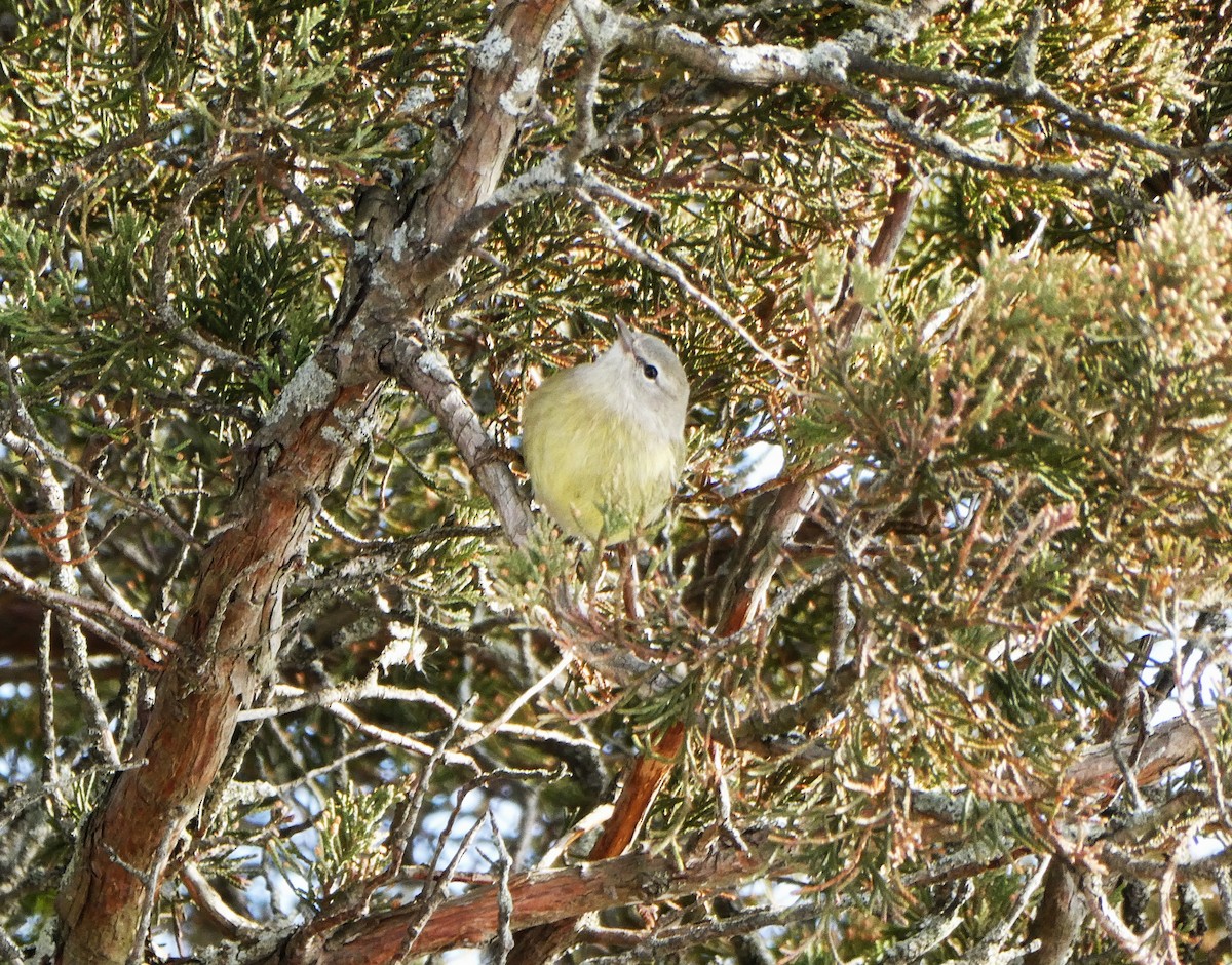 Turuncu Taçlı Ötleğen - ML646554221