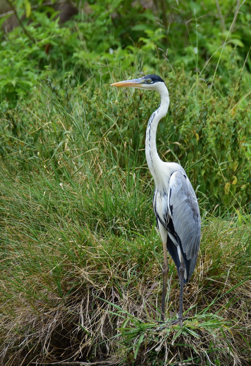 Cocoi Heron - ML646554224