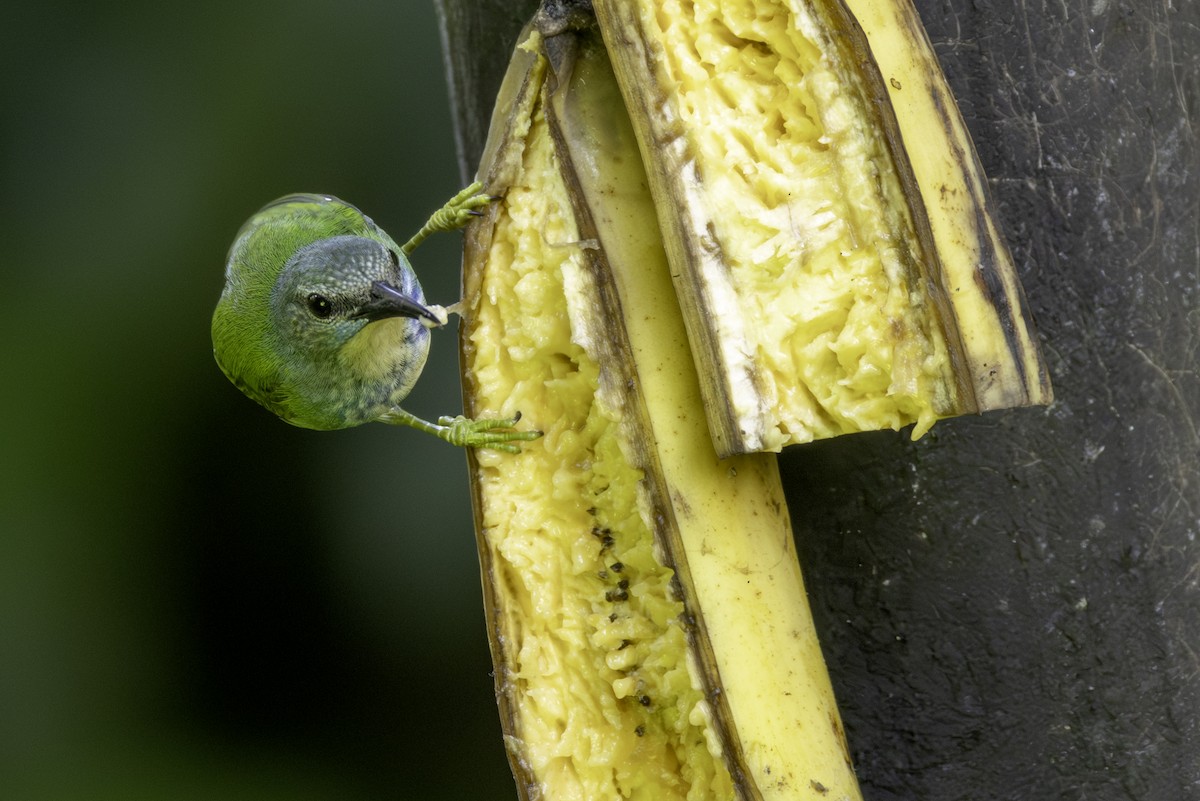 Shining Honeycreeper - ML646554225