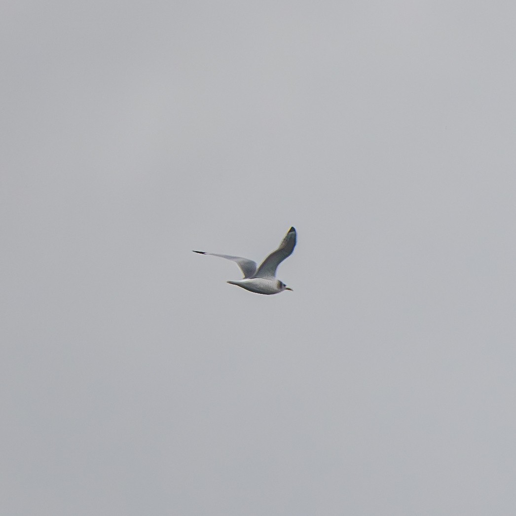 Dreizehenmöwe (tridactyla) - ML646554226