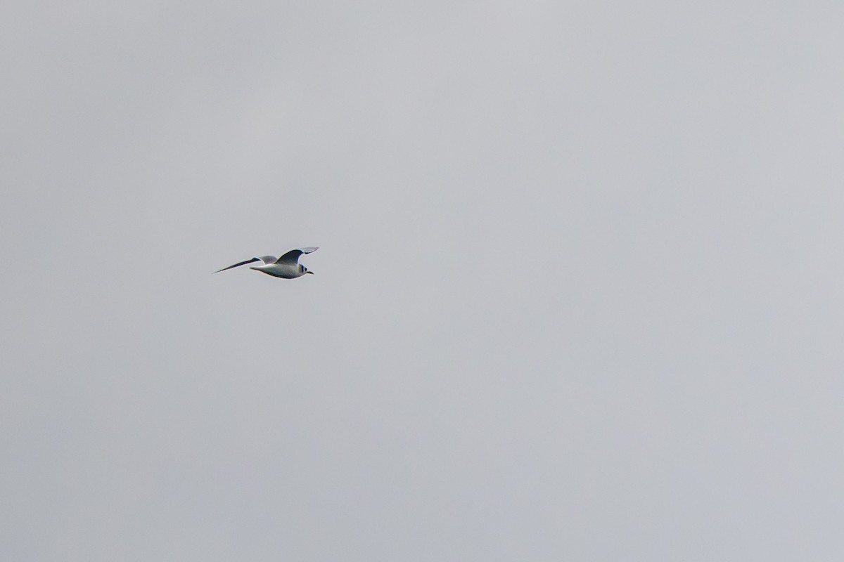 Dreizehenmöwe (tridactyla) - ML646554227