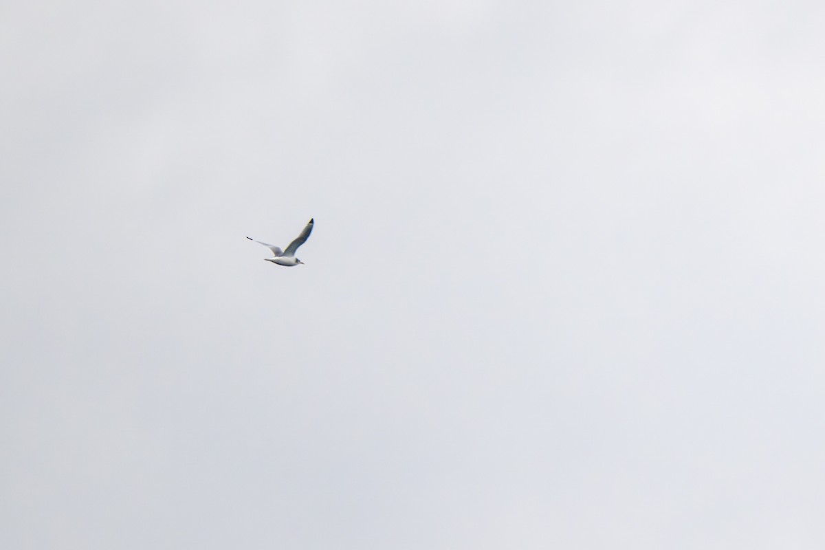 Dreizehenmöwe (tridactyla) - ML646554228