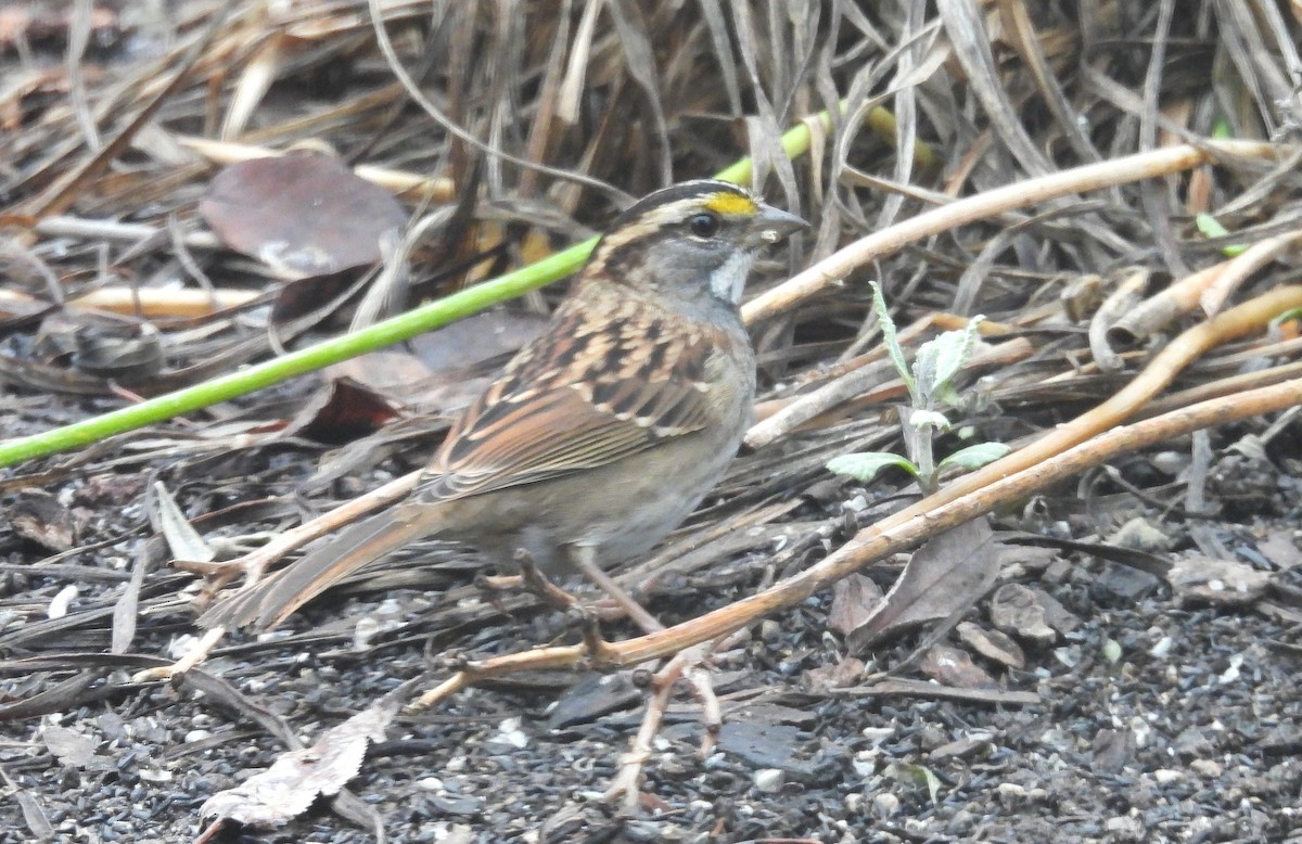 White-throated Sparrow - ML646554230