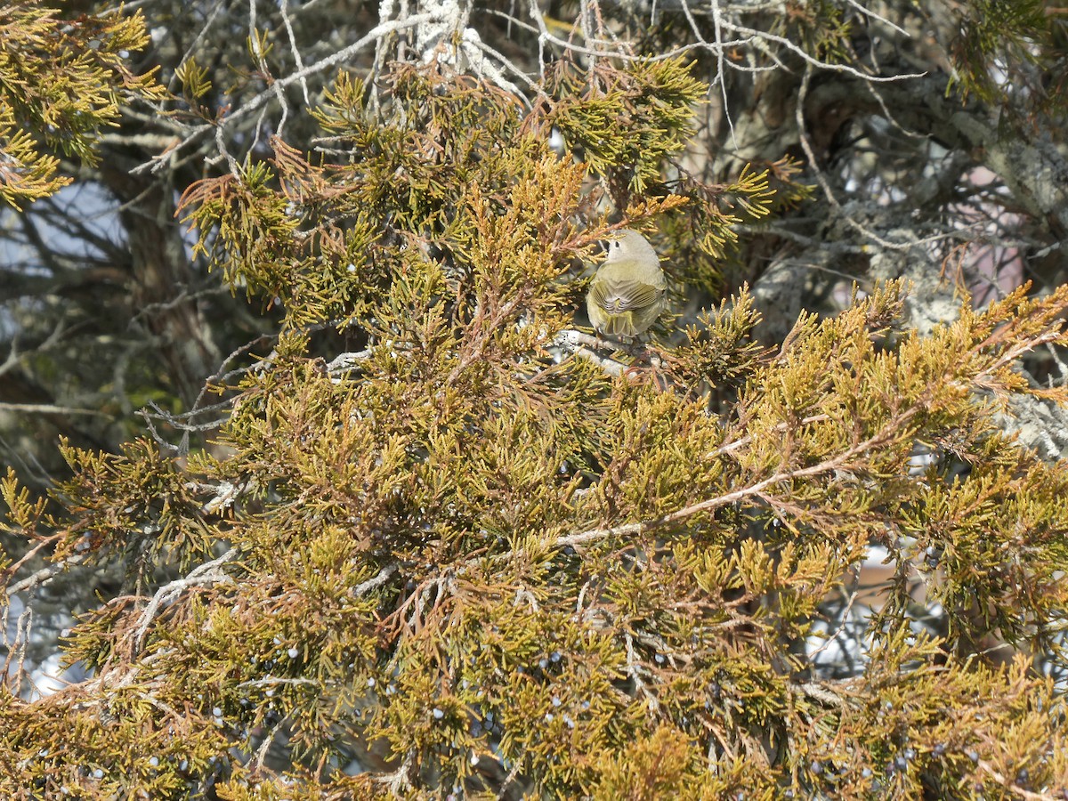 Turuncu Taçlı Ötleğen - ML646554232