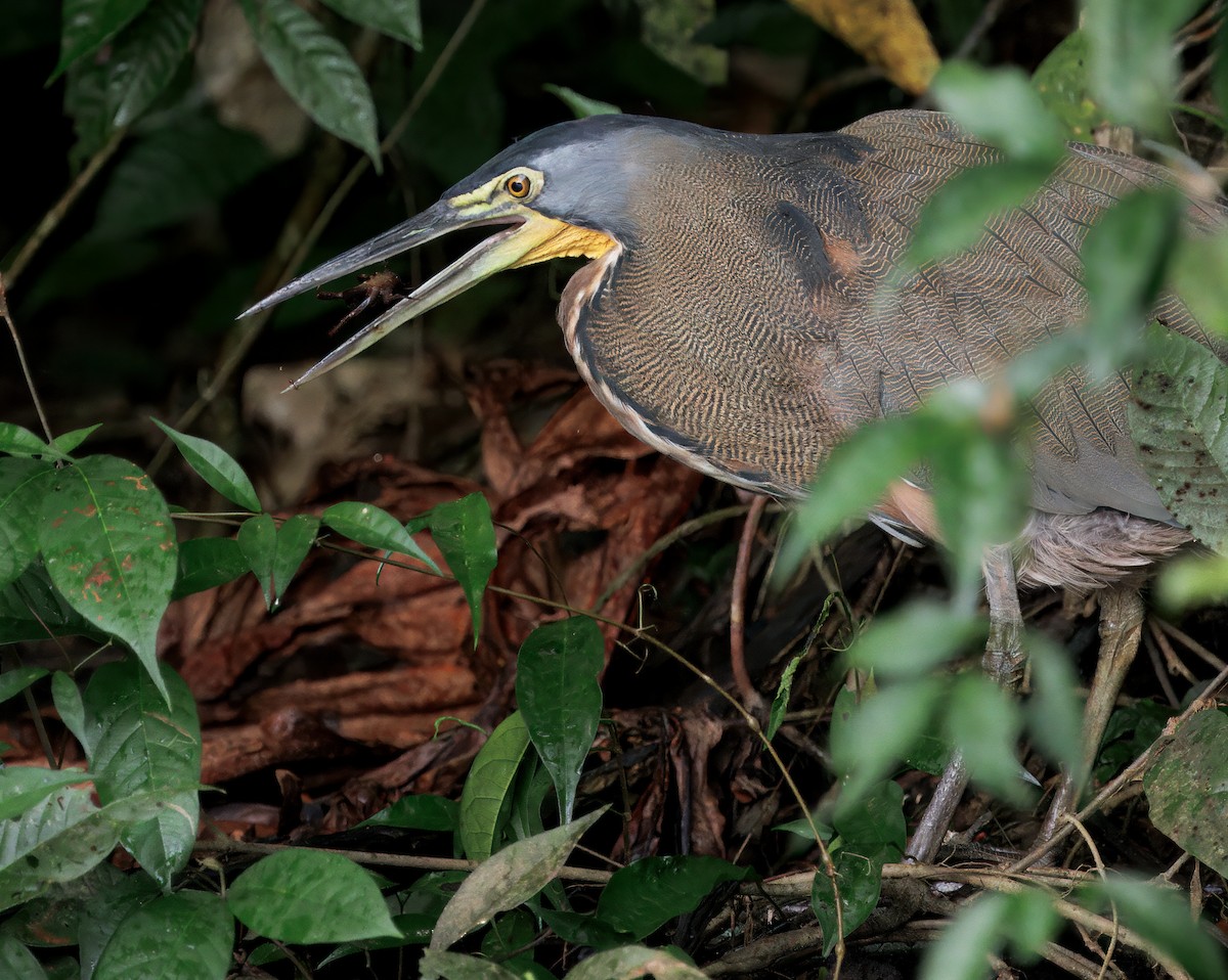 bukač středoamerický - ML646554234