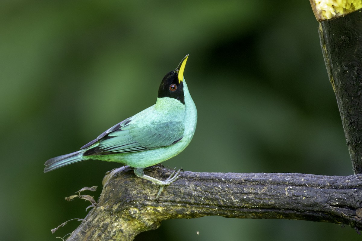 Green Honeycreeper - ML646554235