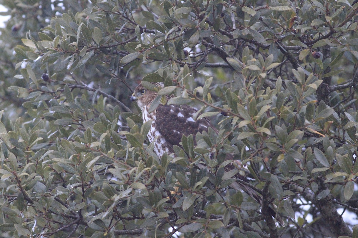 Cooper's Hawk - ML646554236
