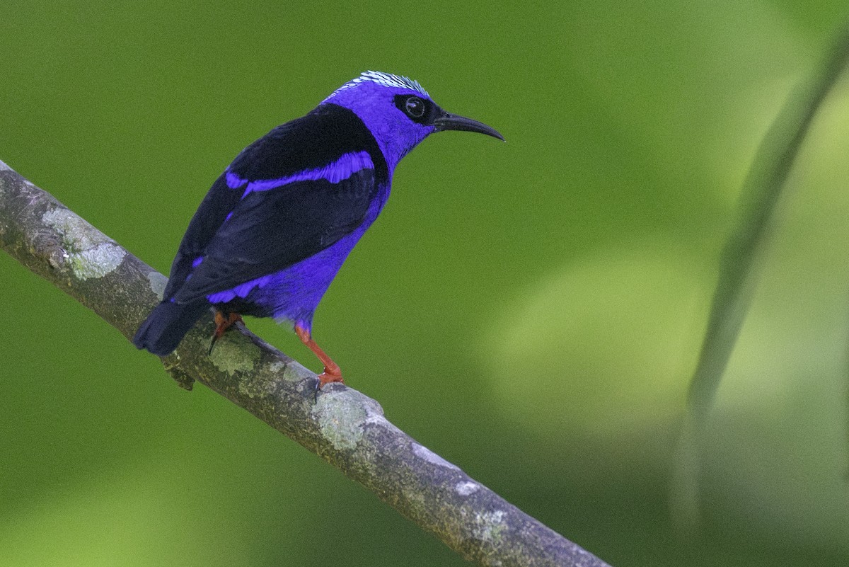 Red-legged Honeycreeper - ML646554237