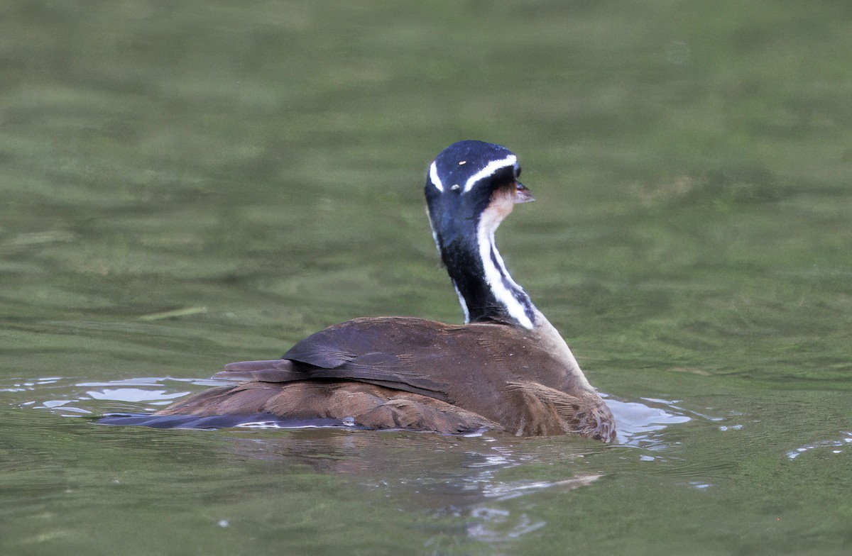 Sungrebe - ML646554238