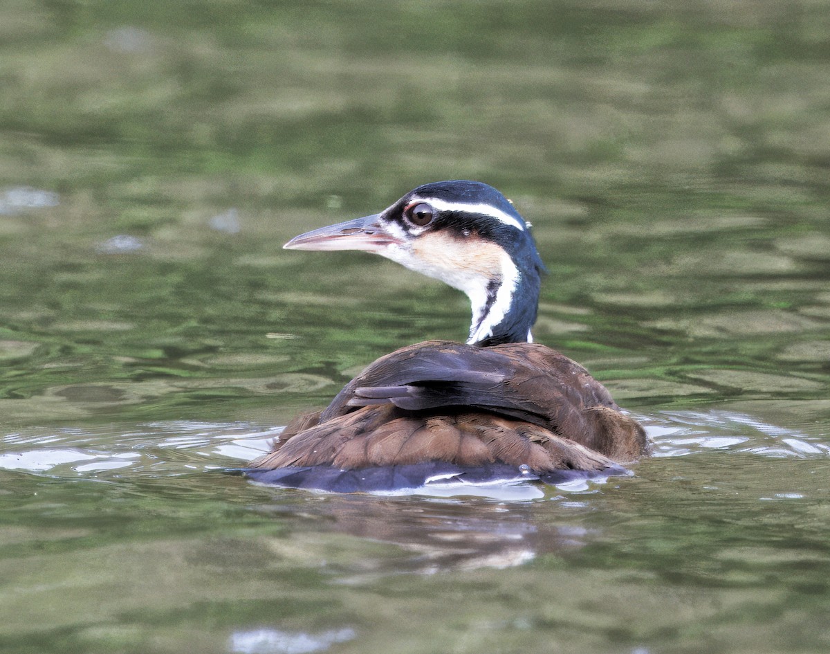 Sungrebe - ML646554239