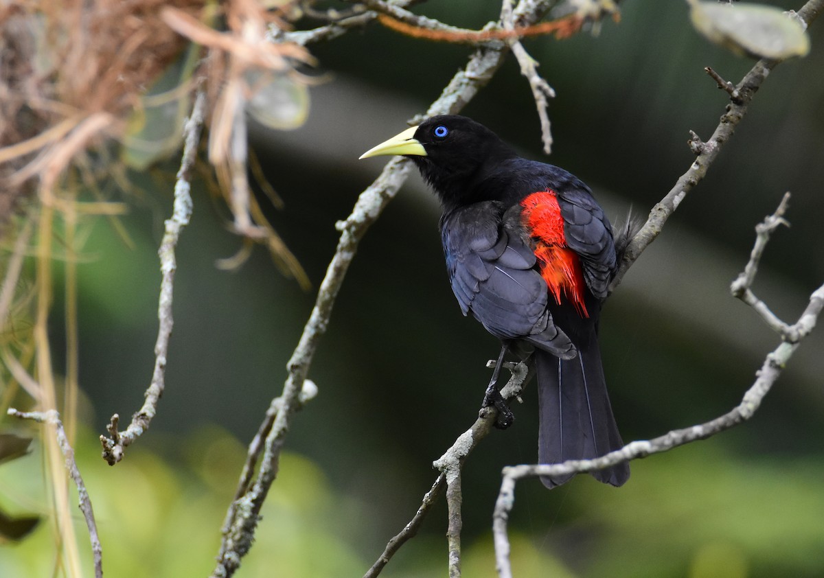 Red-rumped Cacique - ML646554243