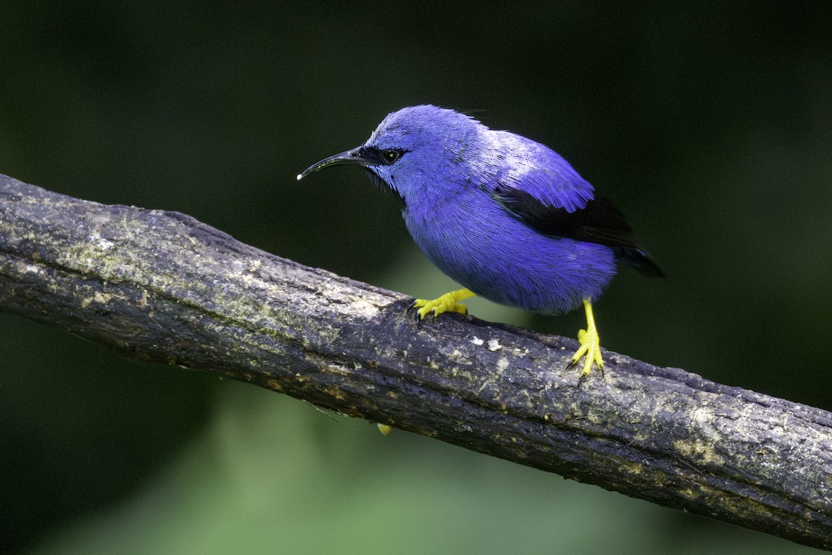 Shining Honeycreeper - ML646554245