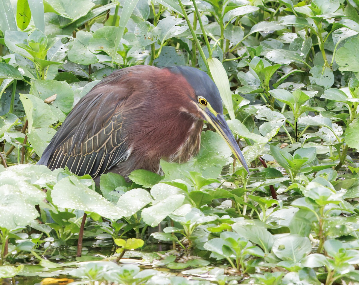 volavka zelenavá - ML646554252