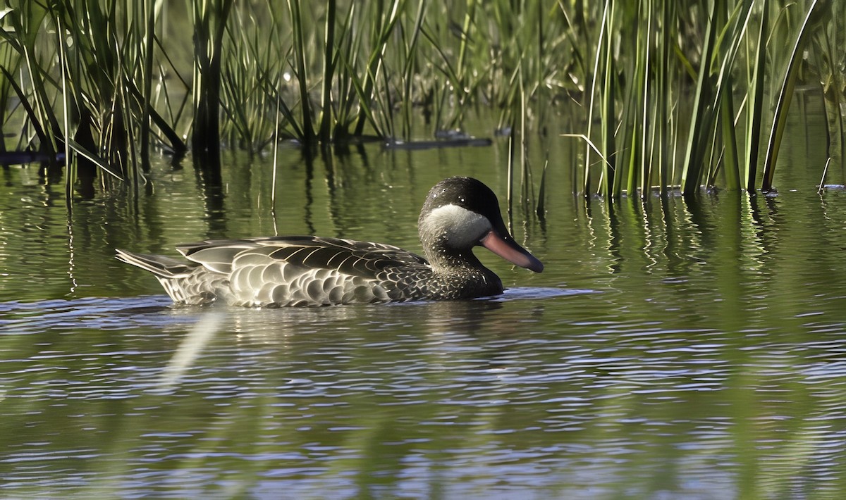 שרשיר אדום-מקור - ML646554253