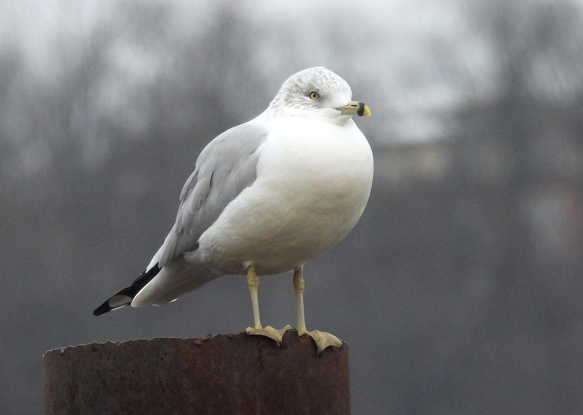 Ring-billed Gull - ML646554255