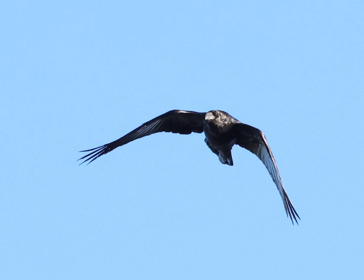 Erroi handia - ML646554256