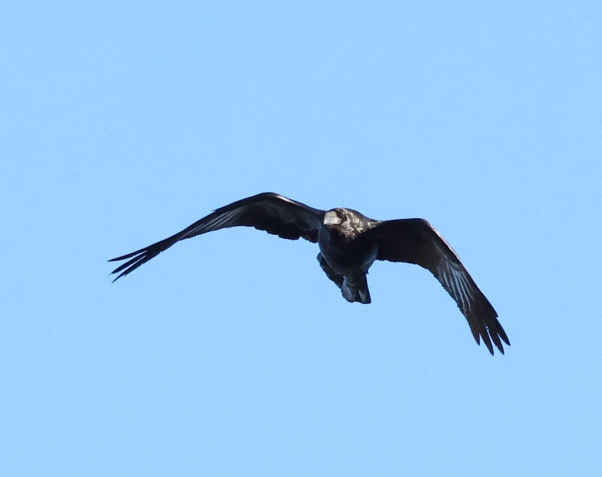 Erroi handia - ML646554257