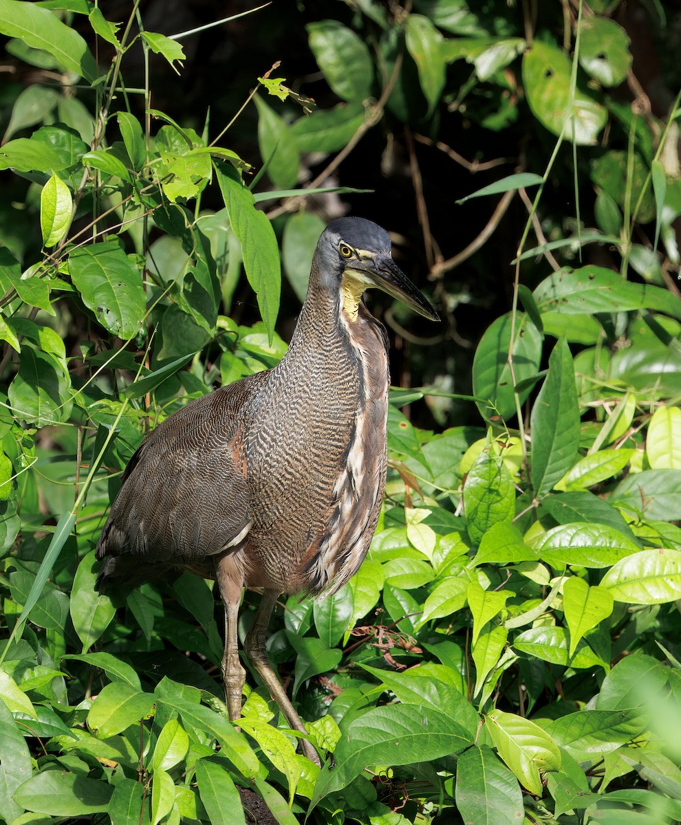 bukač středoamerický - ML646554258