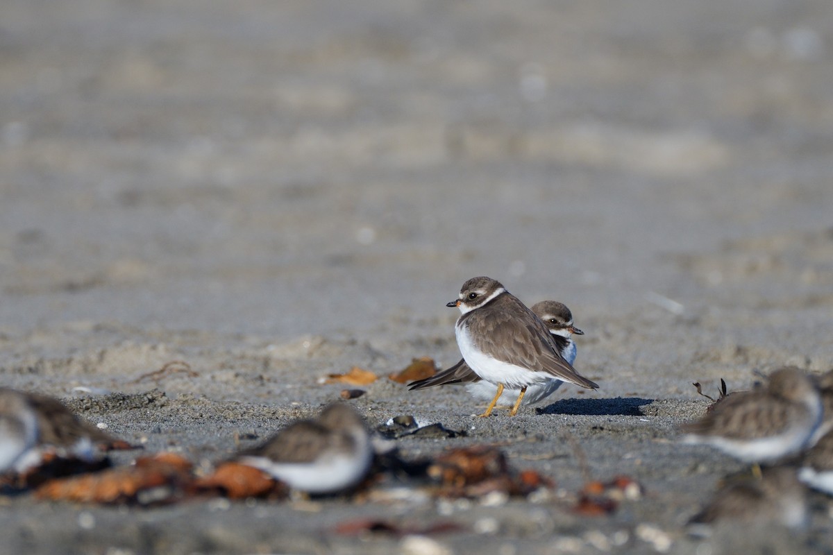 Semipalmated Plover - ML646554259