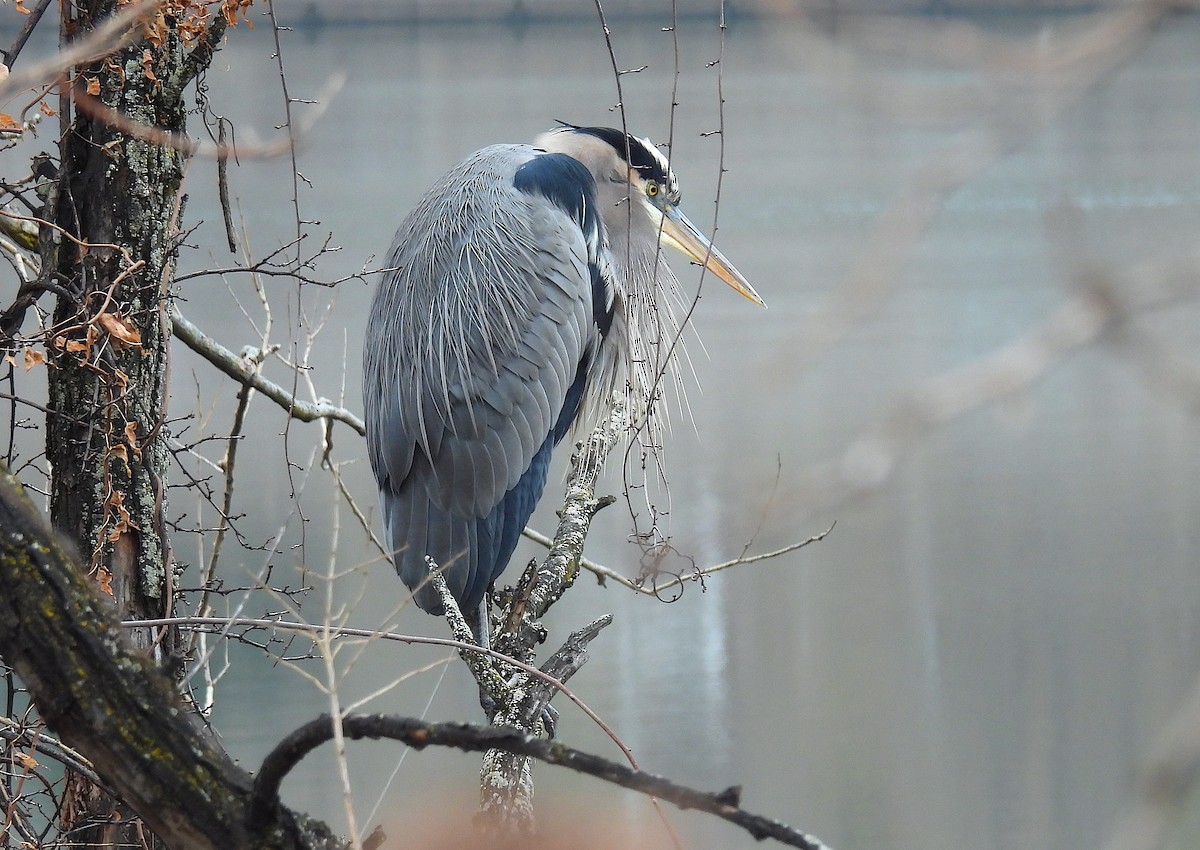Garza Azulada - ML646554260
