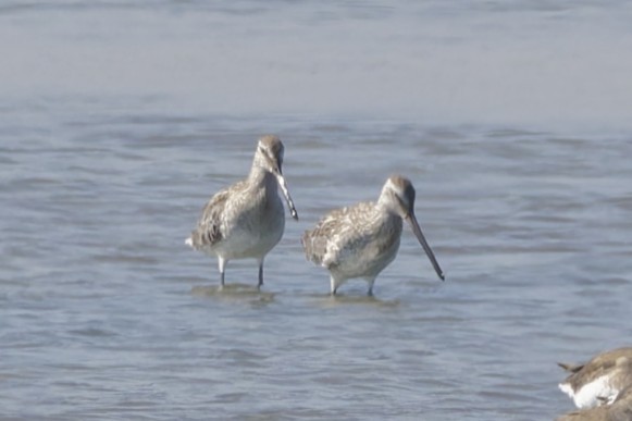 Asian Dowitcher - ML646554261