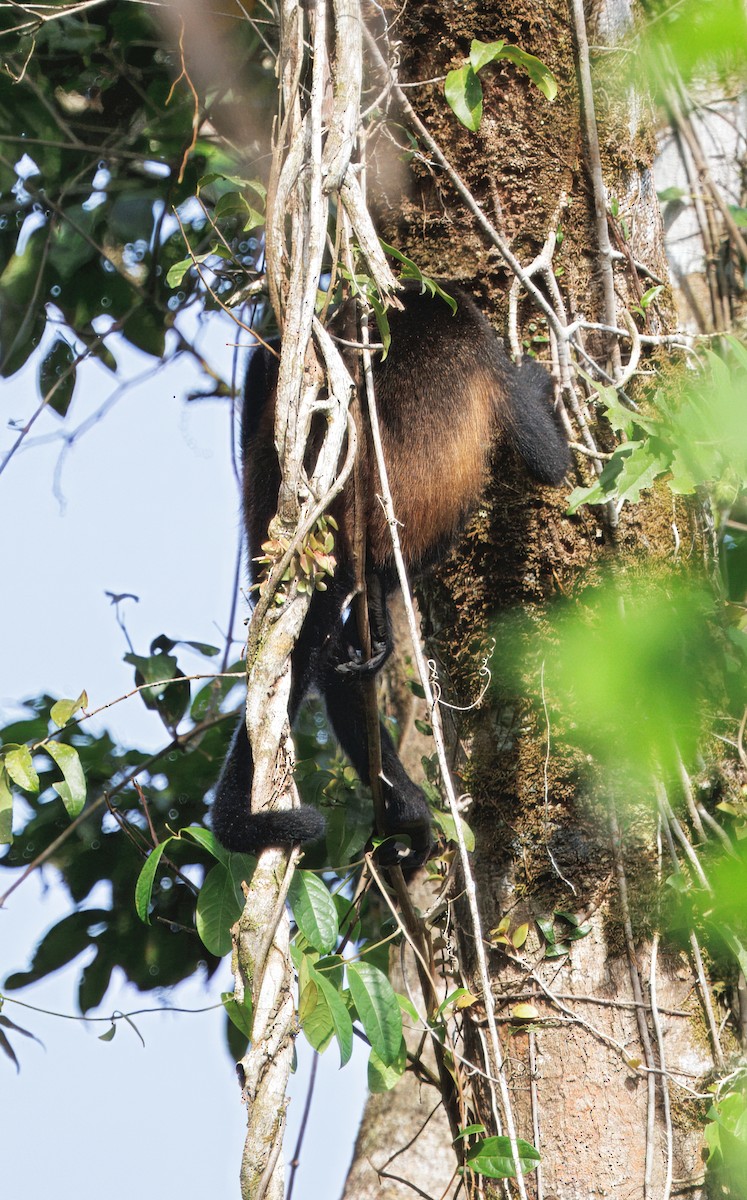 Mantled Howler Monkey - ML646554266