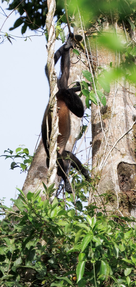 Mantled Howler Monkey - ML646554267