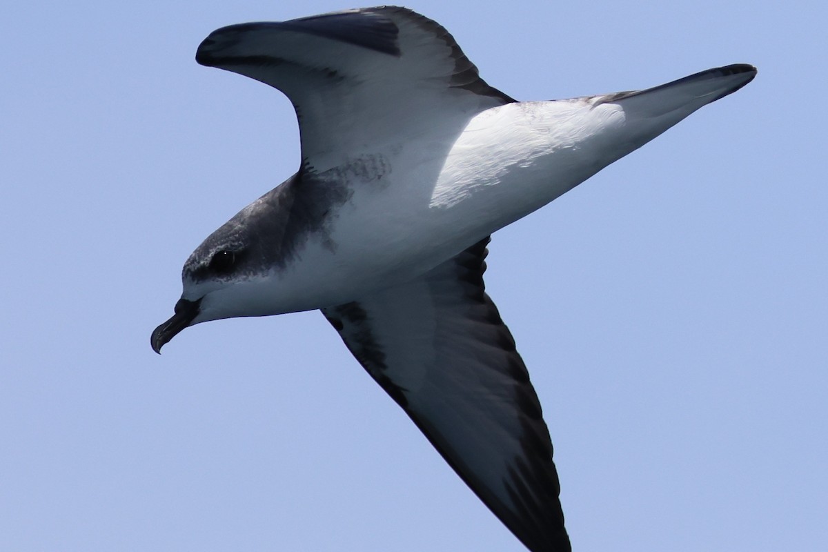 Cook braia - ML646554269