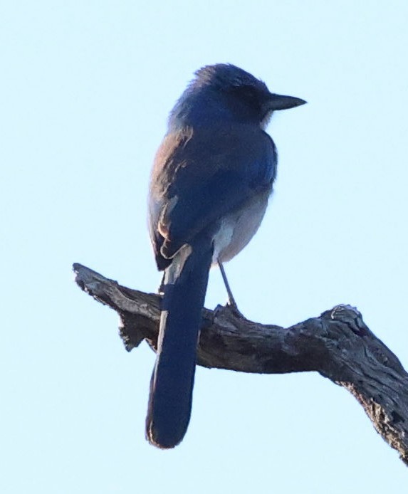 Woodhouse's Scrub-Jay - ML646554270