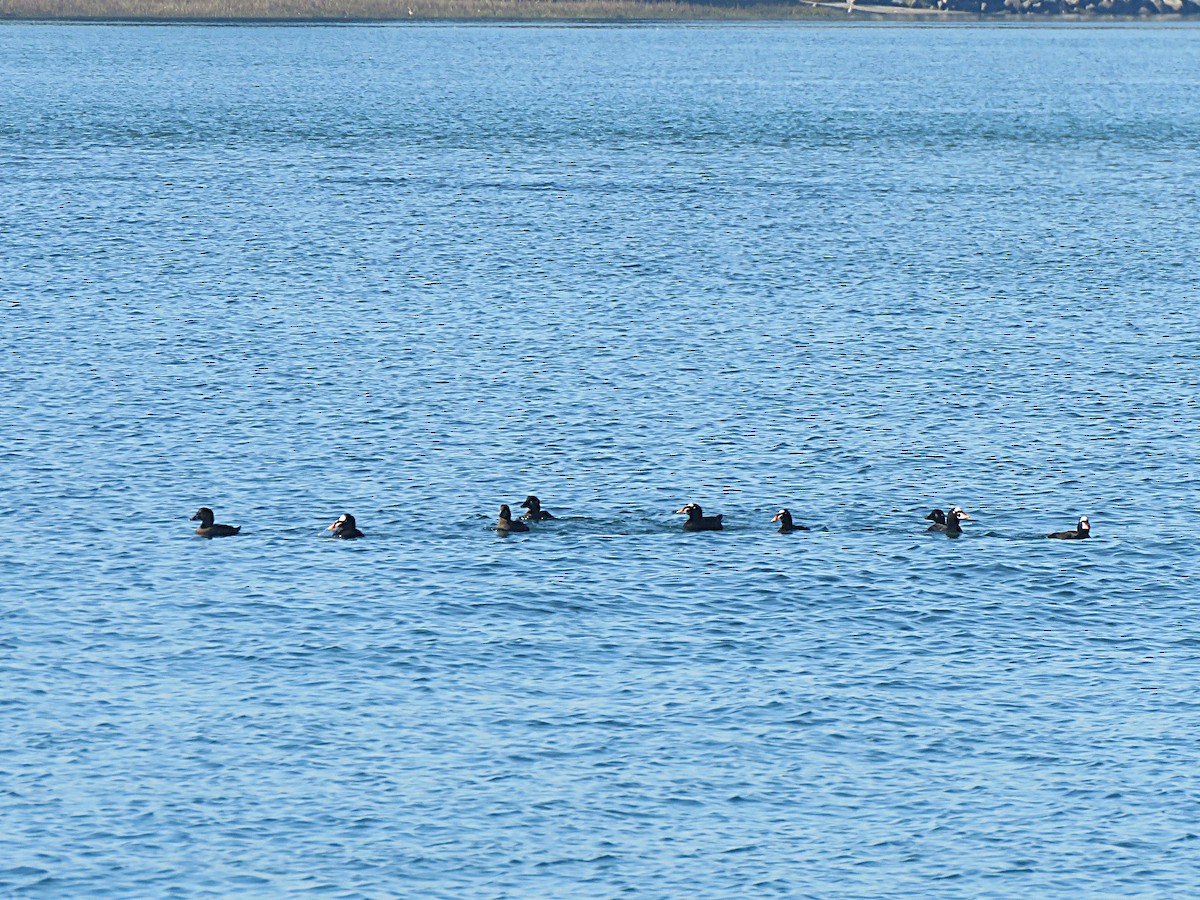 Surf Scoter - ML646554271