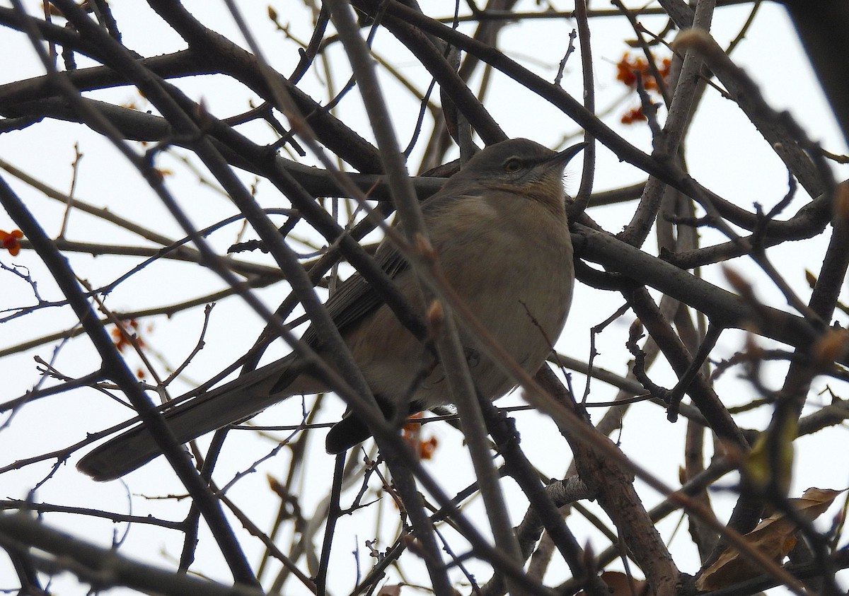 Sinsonte Norteño - ML646554272