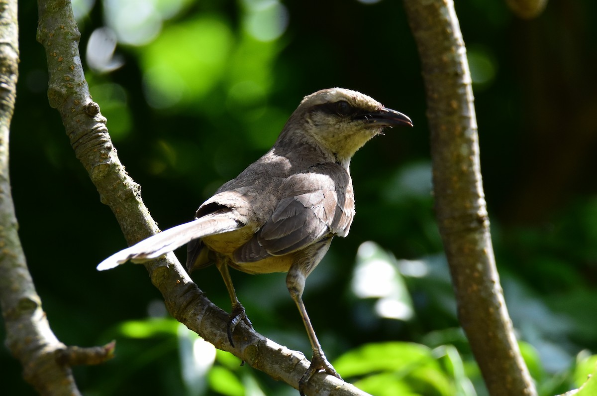 Chalk-browed Mockingbird - ML646554273