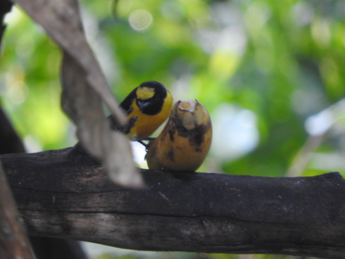Purple-throated Euphonia - ML646554274