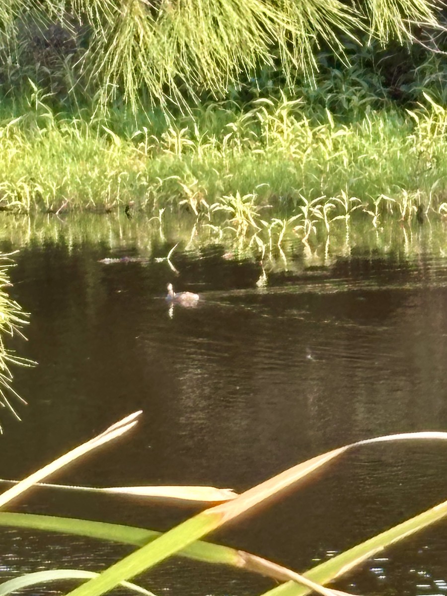 Australasian Grebe - ML646554275