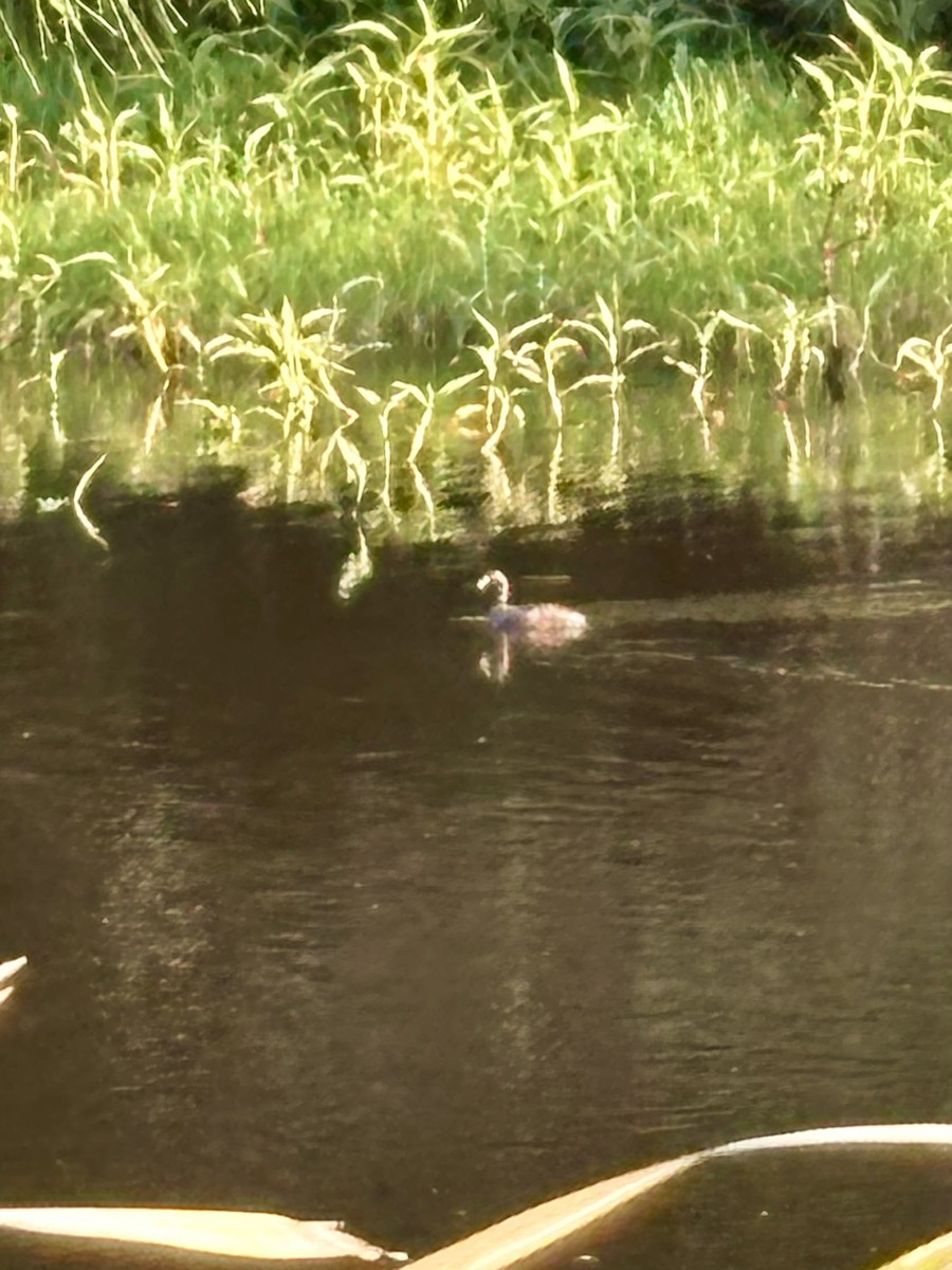 Australasian Grebe - ML646554276