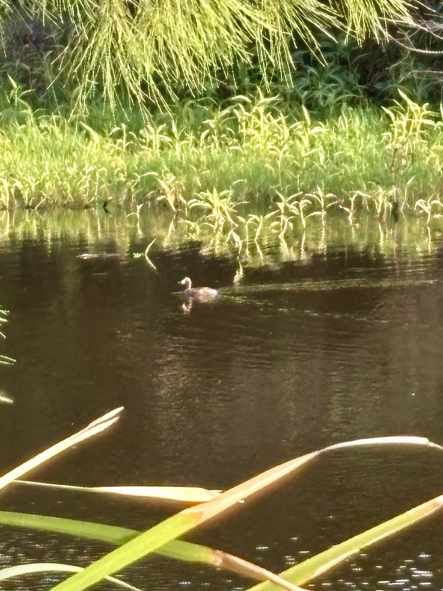 Australasian Grebe - ML646554277