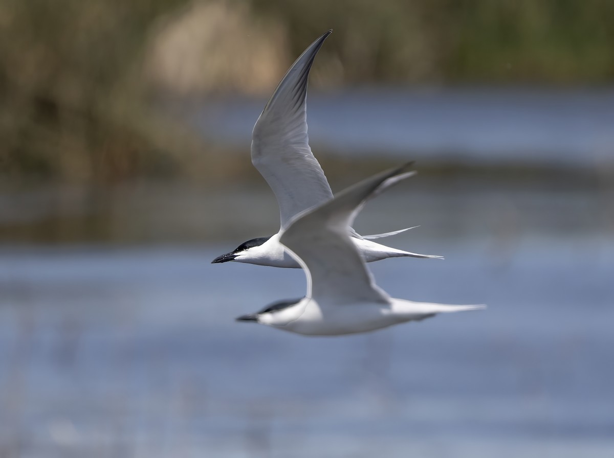 Pagaza Piconegra - ML646554278