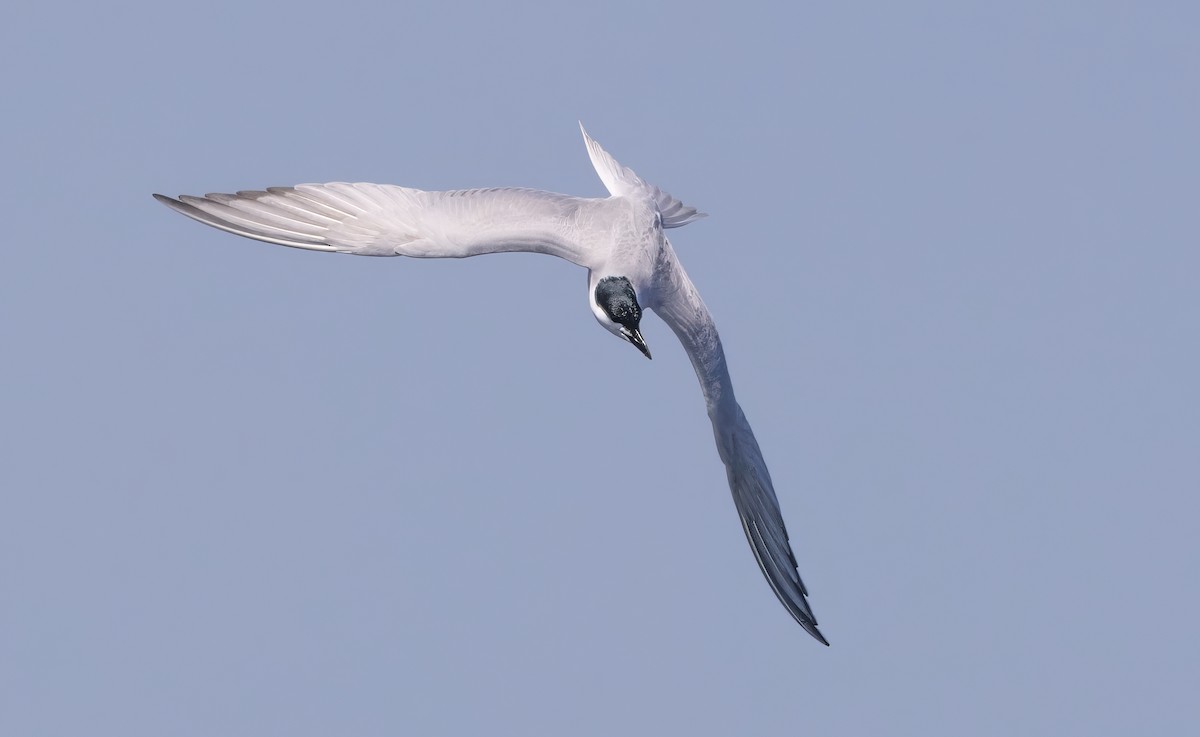 sandterne - ML646554279