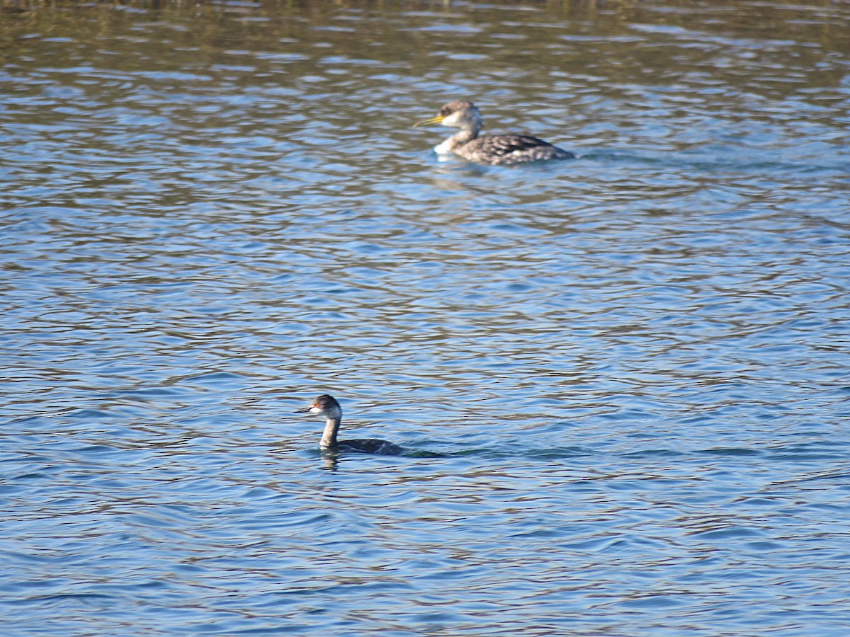 Red-necked Grebe - ML646554280